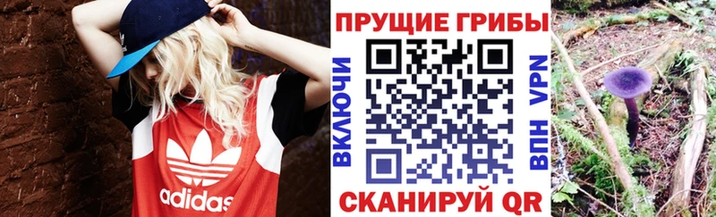 Галлюциногенные грибы Psilocybe  кракен как войти  Великий Устюг 
